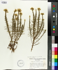 Ericameria pinifolia image