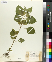 Galinsoga parviflora image