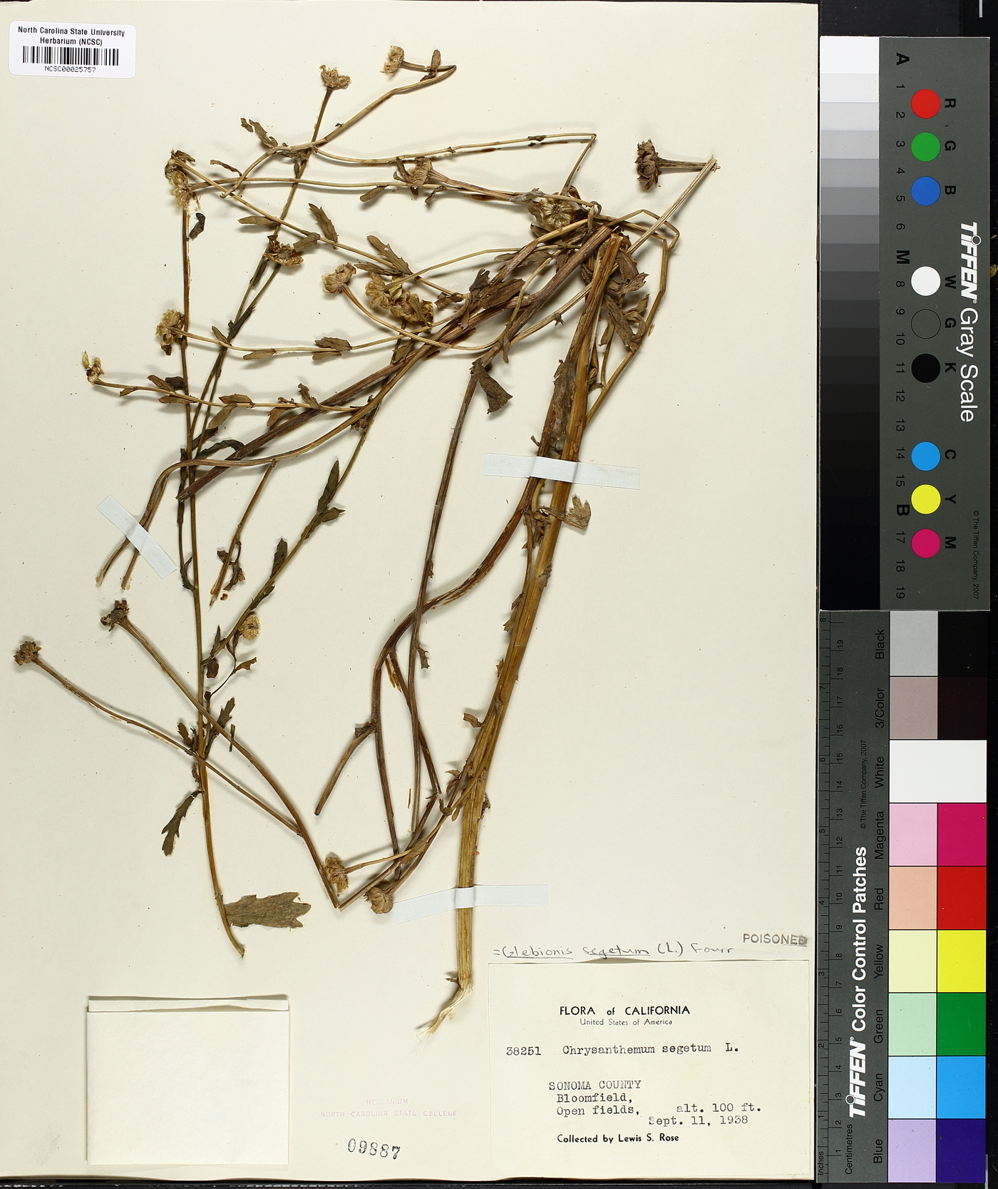 Glebionis segetum image