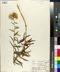 Image of Helichrysum buddleioides