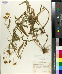 Heliomeris multiflora image