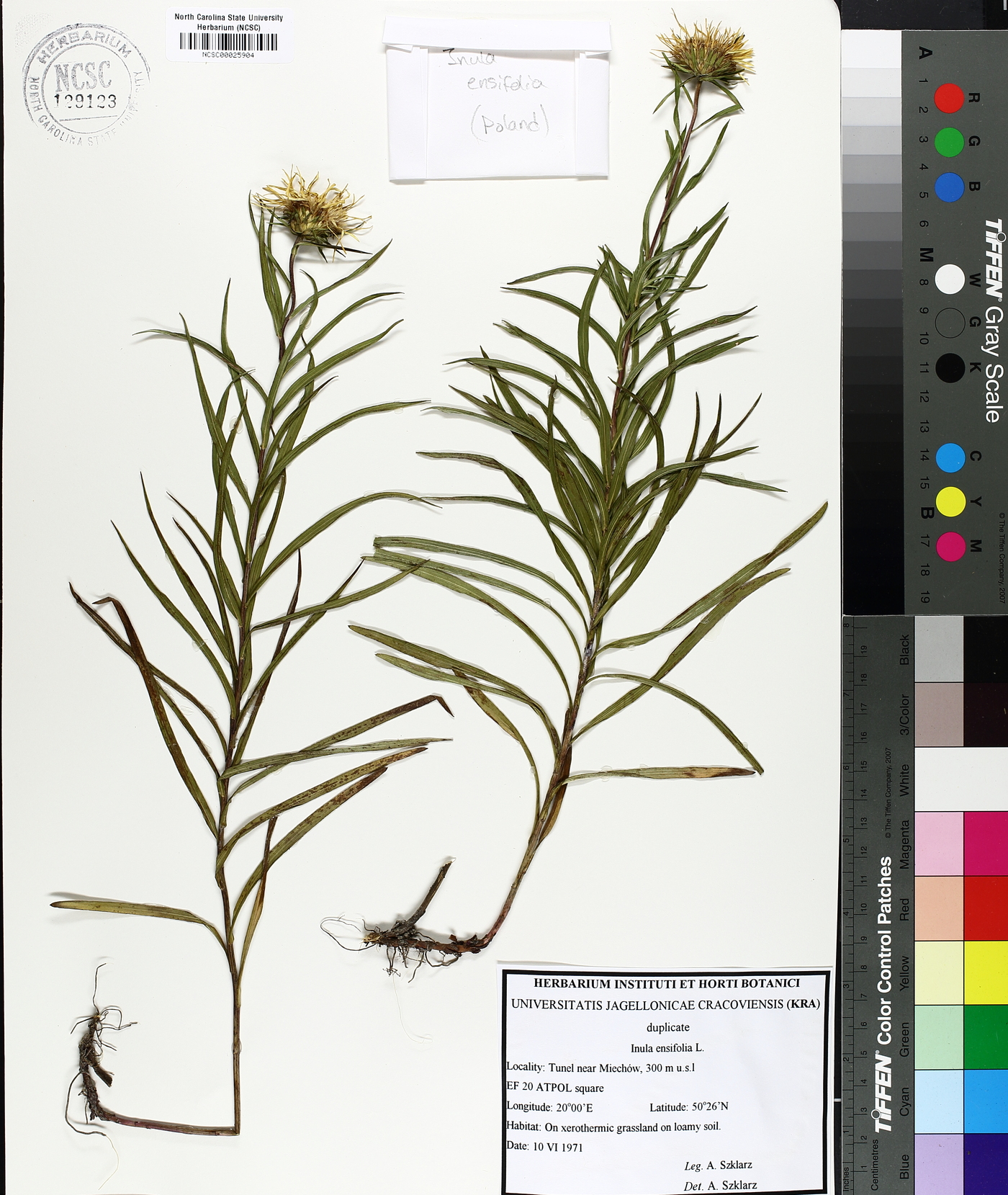 Inula ensifolia image