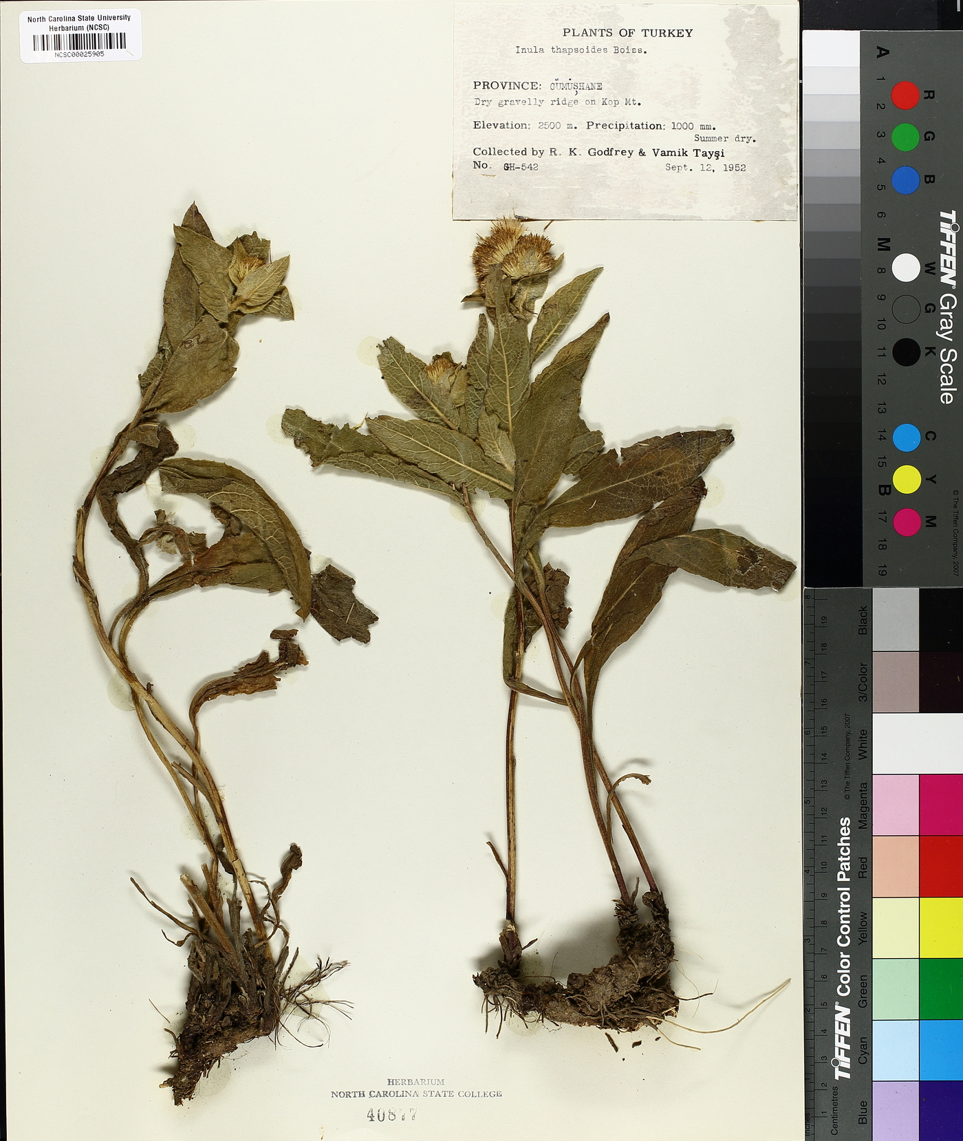 Inula thapsoides image