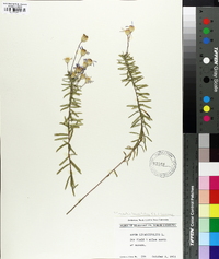 Ionactis linariifolia image