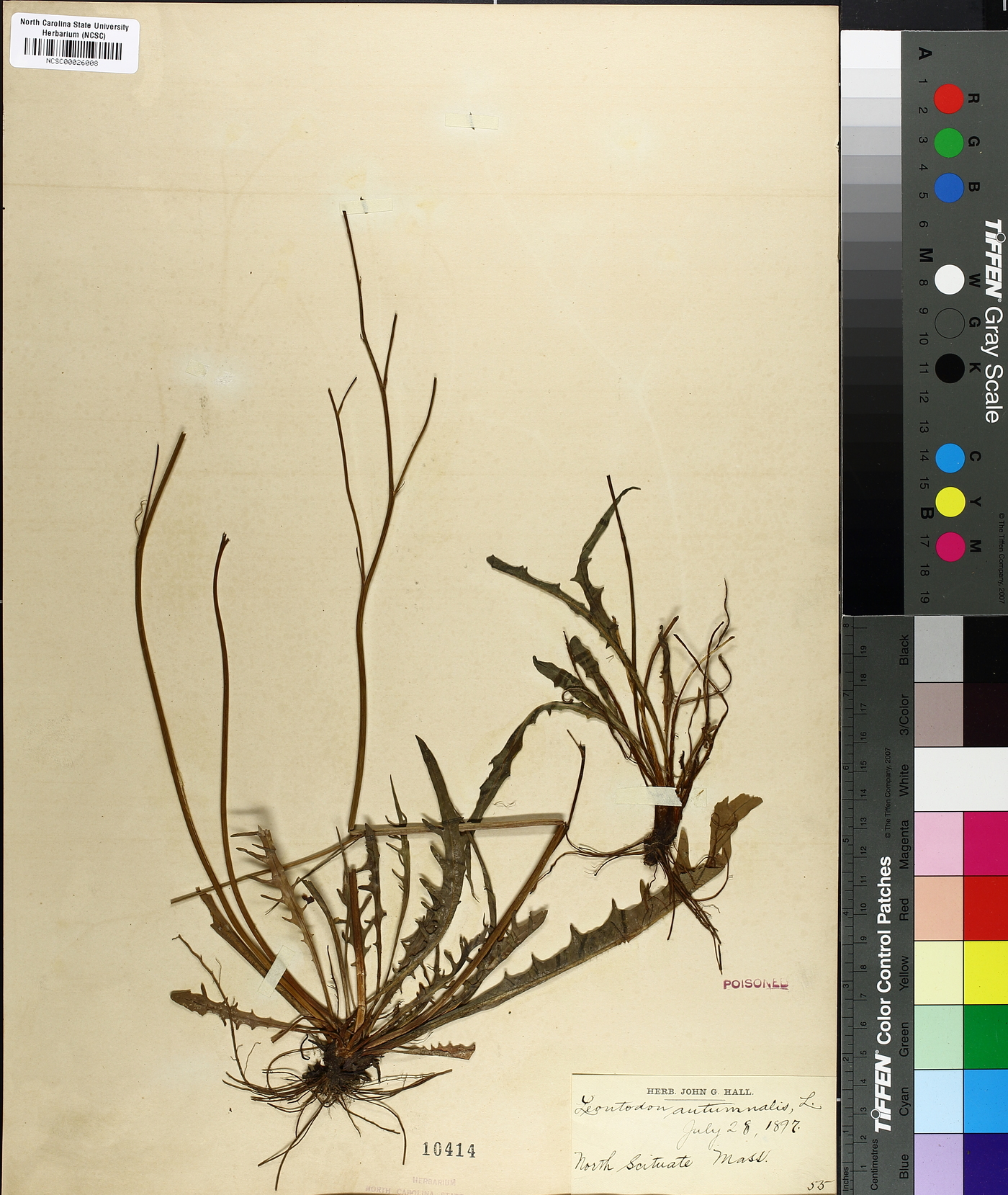Leontodon autumnalis image