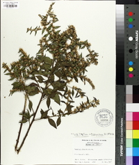 Vernonia arborescens image