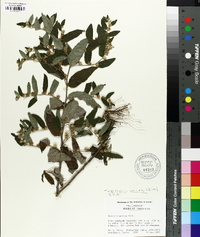 Vernonia sericea image