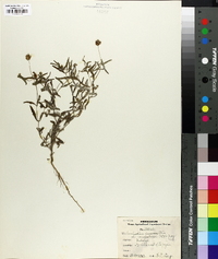 Melampodium cinereum var. ramosissimum image