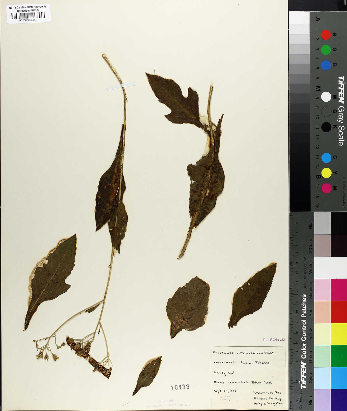 Phaethusa image