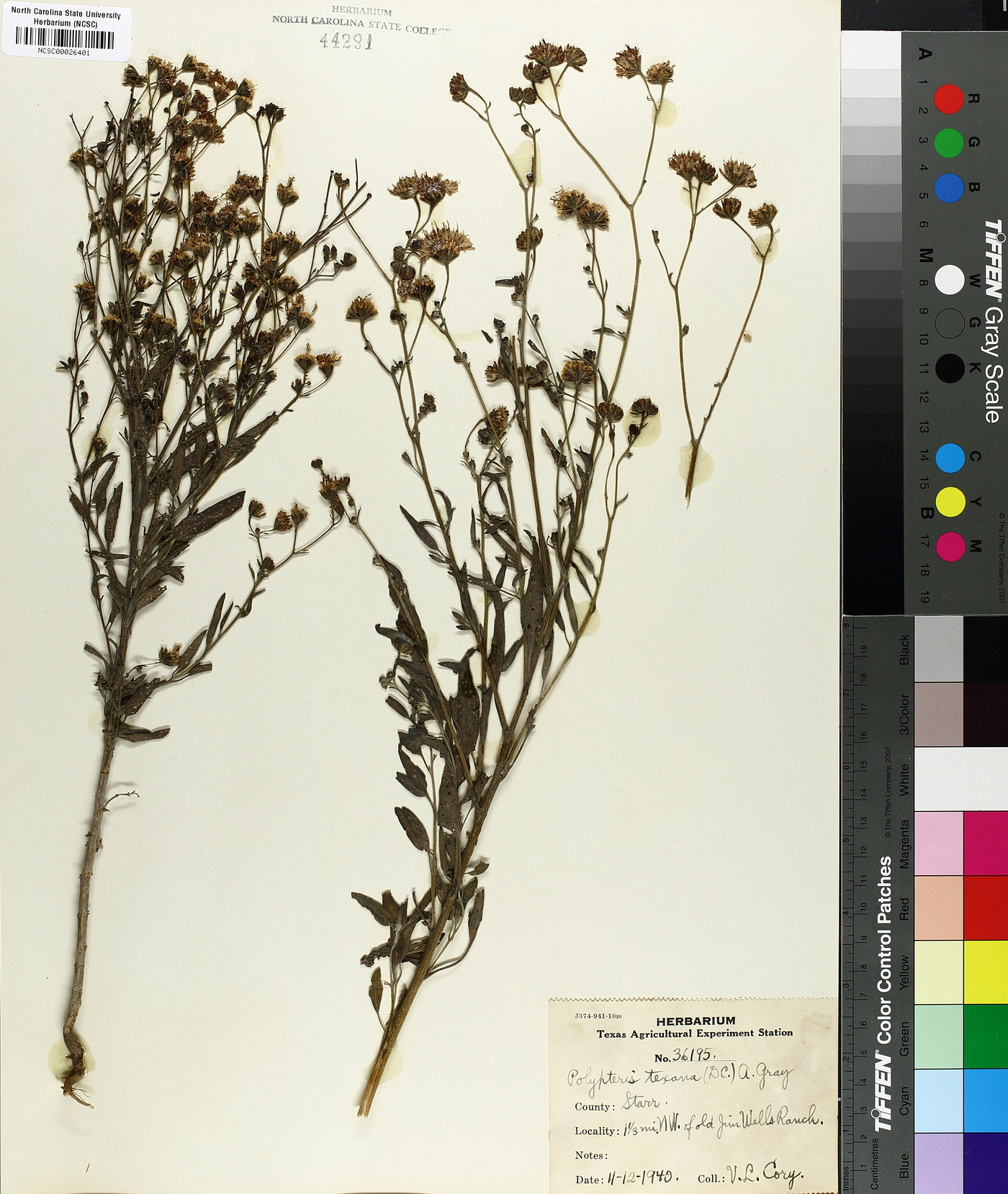 Othake texanum image