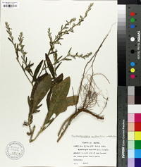 Elephantopus spicatus image