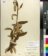 Pterocaulon pycnostachyum image