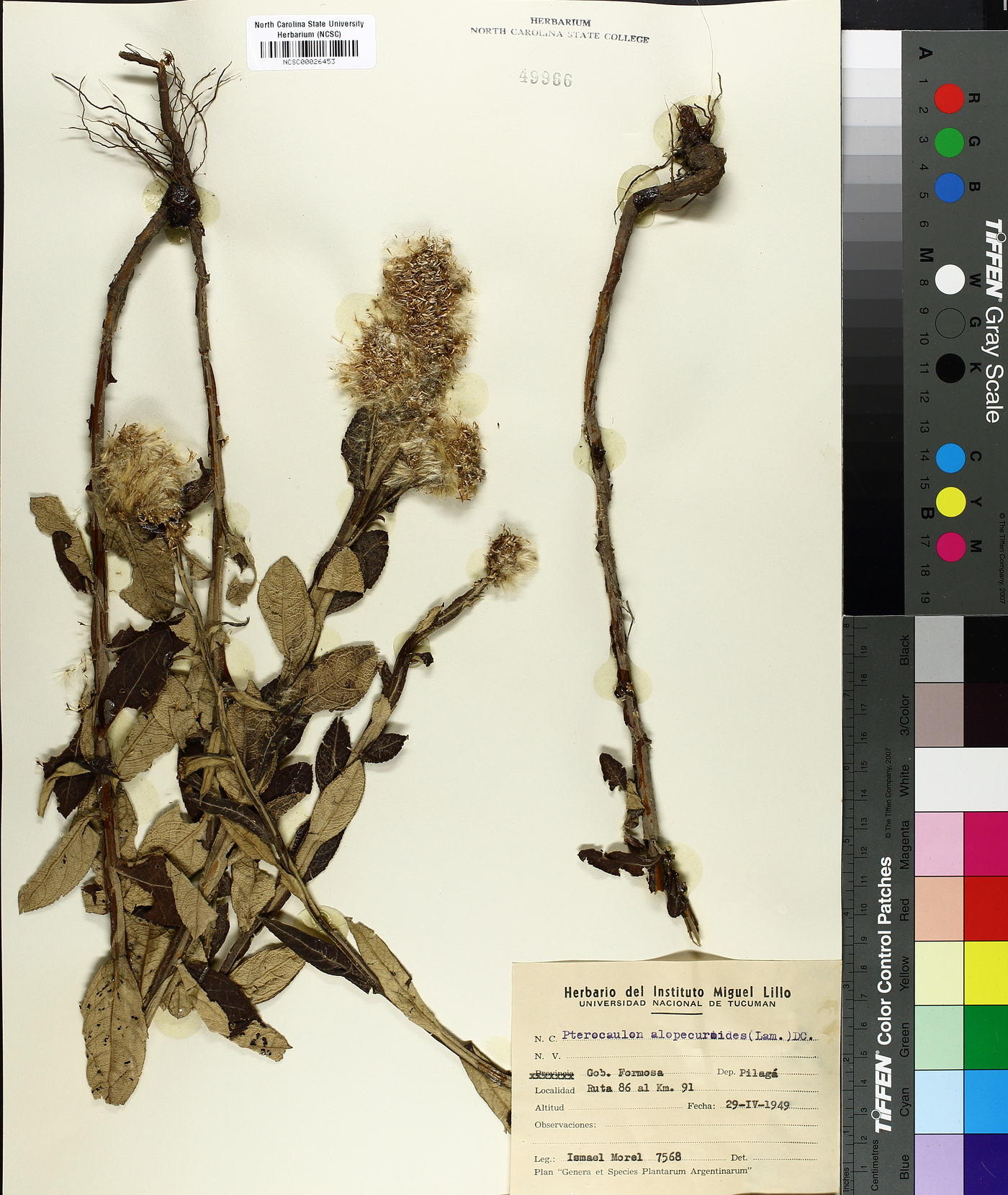 Pterocaulon alopecuroides image