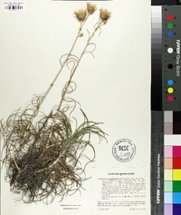 Ptilostemon gnaphaloides image