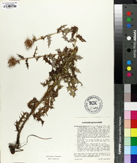 Ptilostemon strictus image