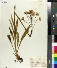 Senecio sphaerocephalus image