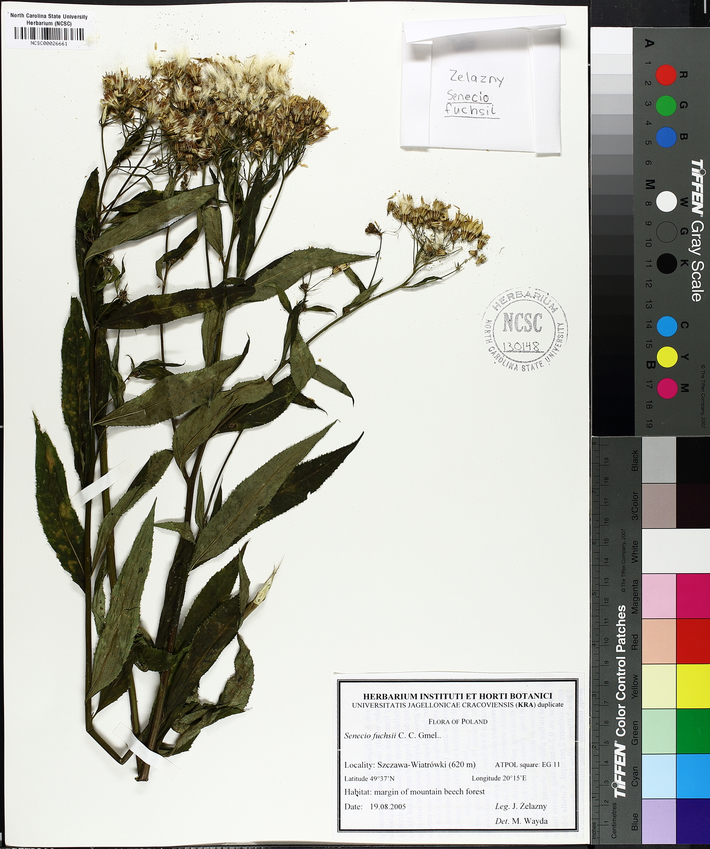 Senecio ovatus image