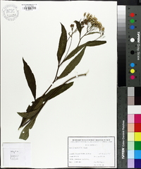 Senecio ovatus image