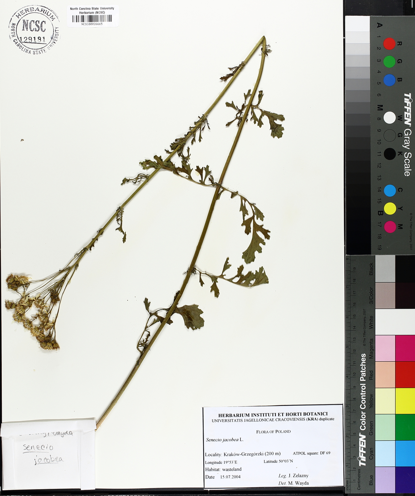 Senecio jacobaea image