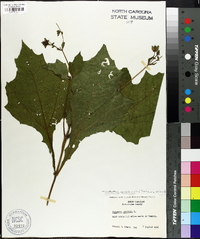 Smallanthus uvedalius image