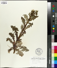 Sonchus oleraceus image