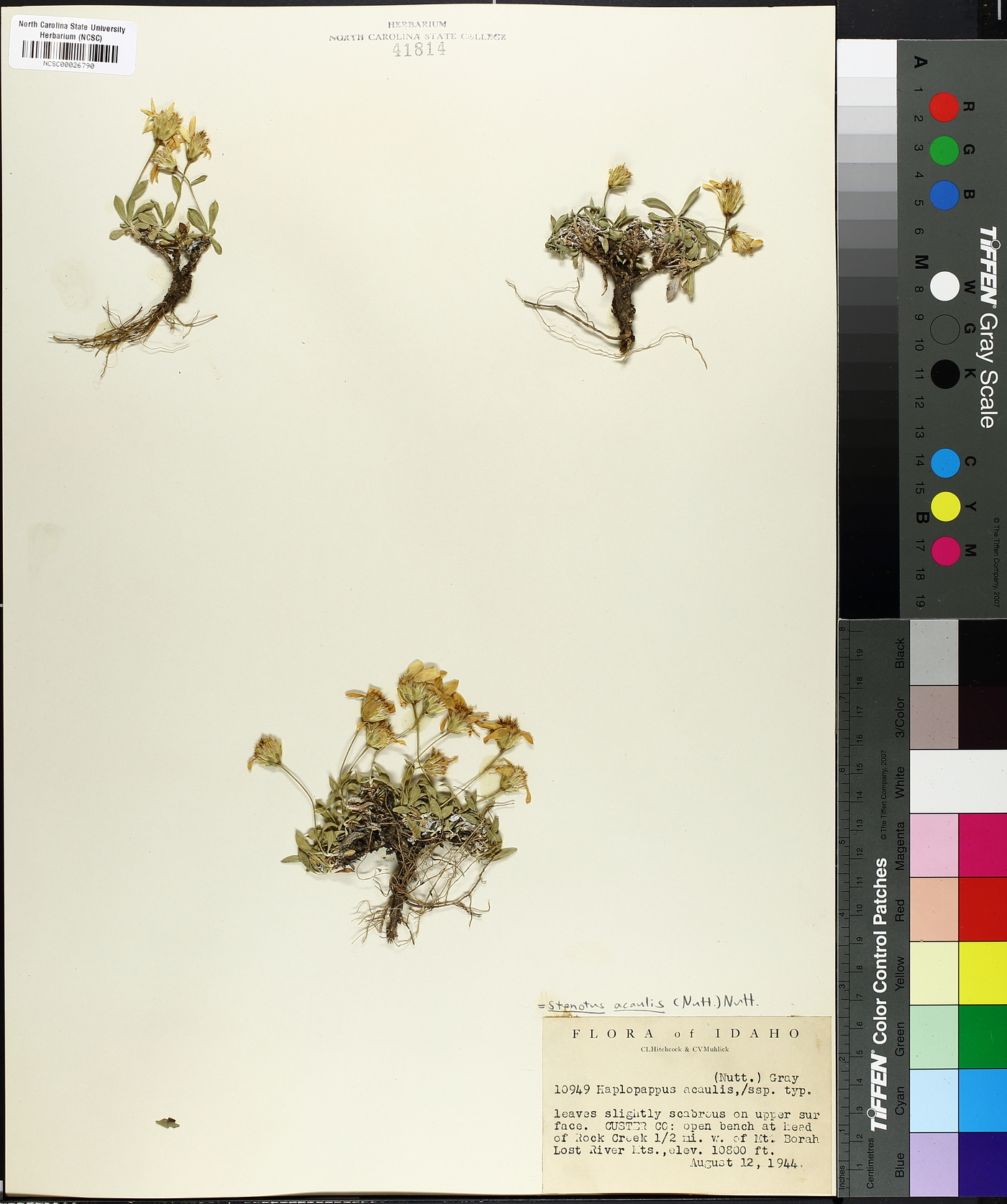 Stenotus acaulis var. acaulis image