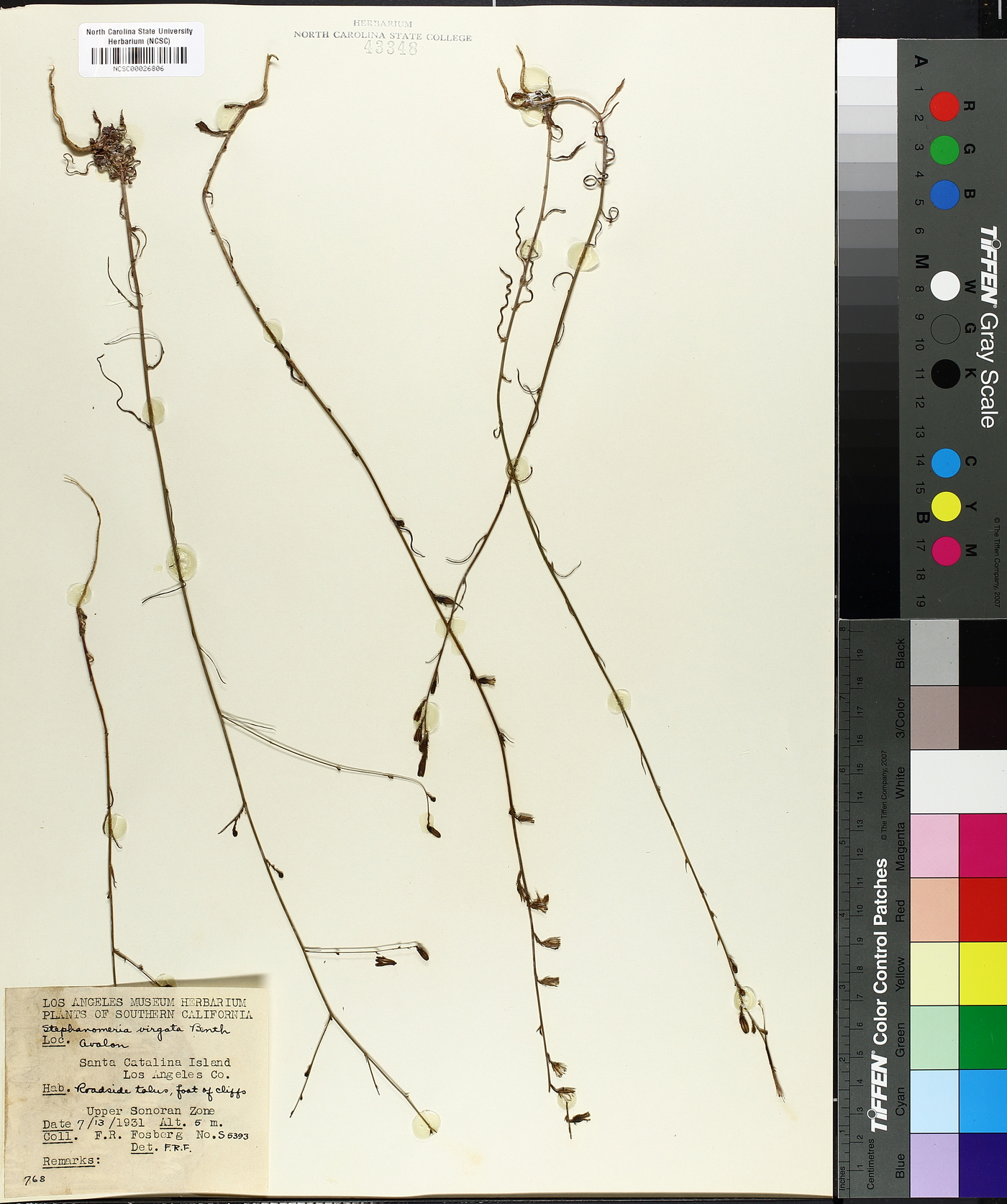 Stephanomeria virgata image