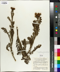 Tanacetum camphoratum image