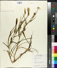 Tragopogon pratensis image