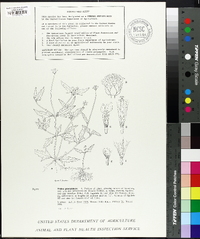 Tridax procumbens image