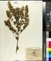 Vernonia chamaedrys image