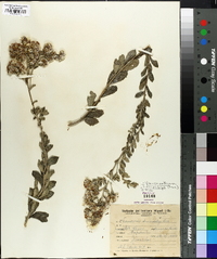 Vernonia chamaedrys image