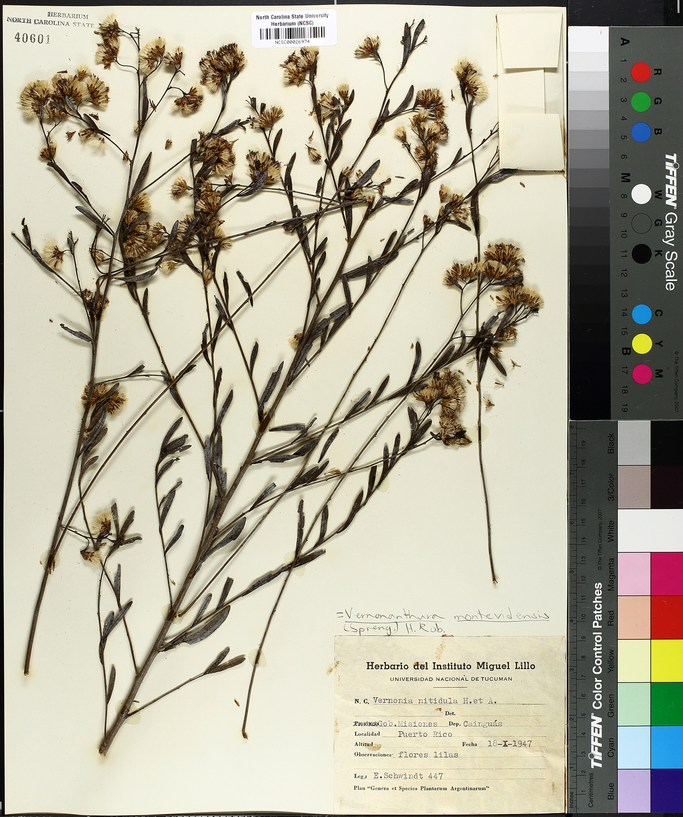 Vernonanthura montevidensis image