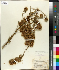 Vernonia mucronulata image