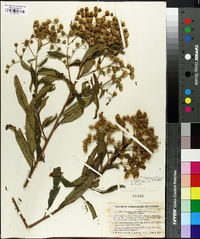 Vernonia polyanthes image