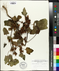 Xanthium strumarium var. glabratum image