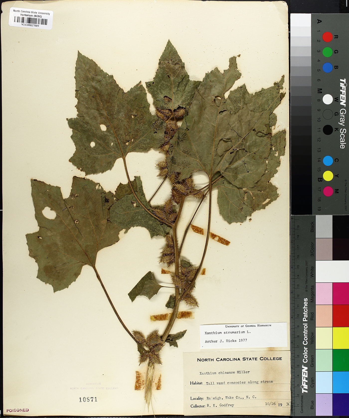 Xanthium strumarium var. glabratum image