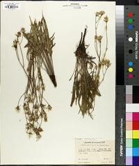 Youngia stebbinsiana image