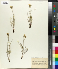 Youngia stebbinsiana image
