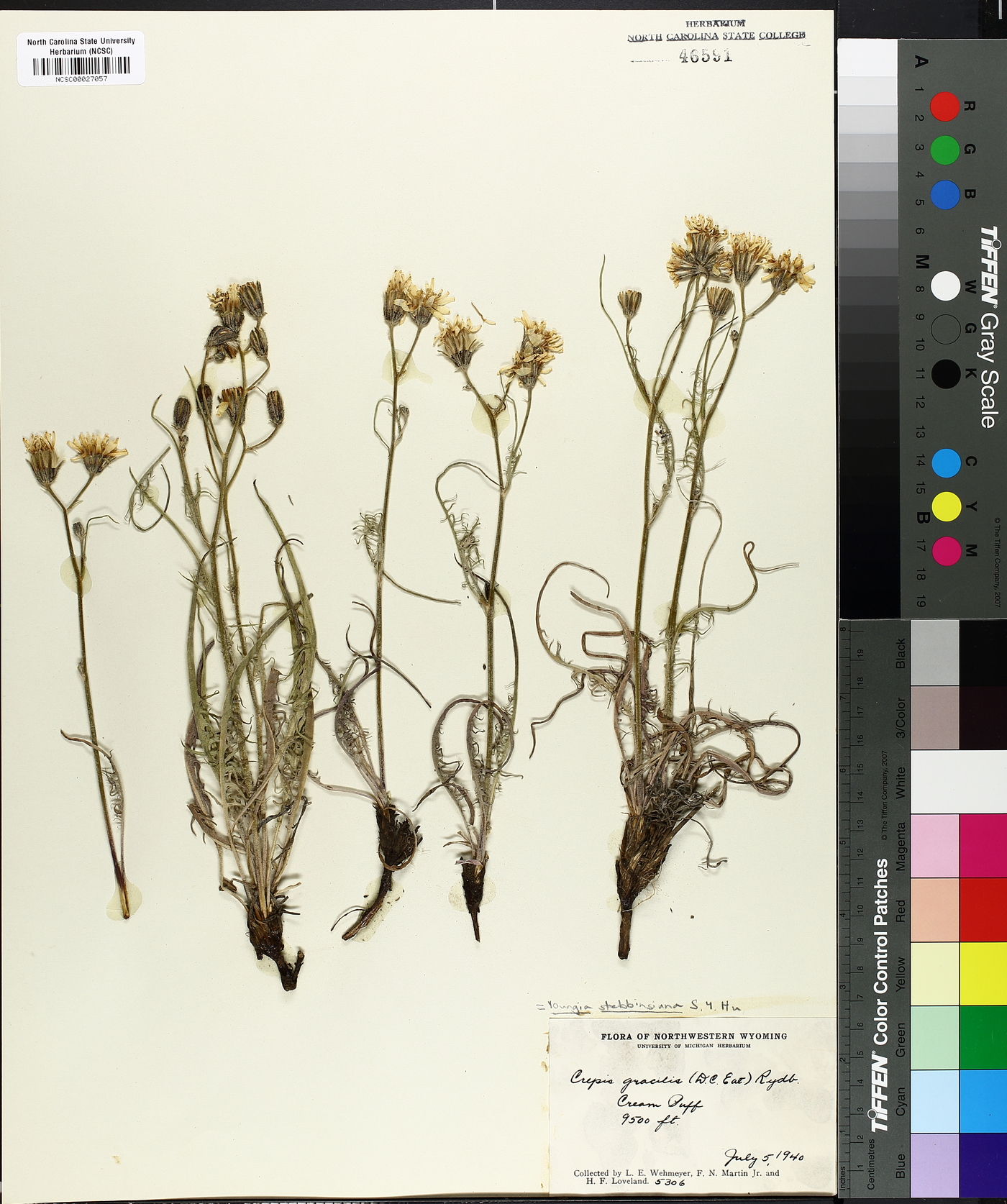 Youngia stebbinsiana image