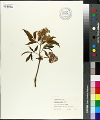 Sambucus racemosa subsp. racemosa image