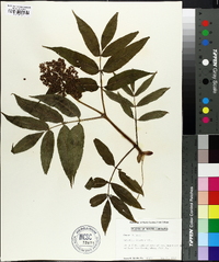 Sambucus racemosa subsp. racemosa image