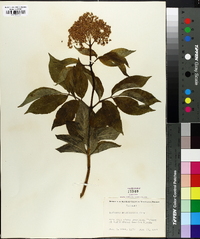 Sambucus racemosa var. melanocarpa image