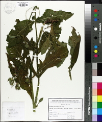 Knautia dipsacifolia image
