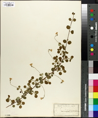 Linnaea borealis subsp. americana image