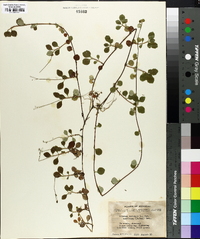 Linnaea borealis subsp. americana image