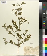Symphoricarpos orbiculatus image