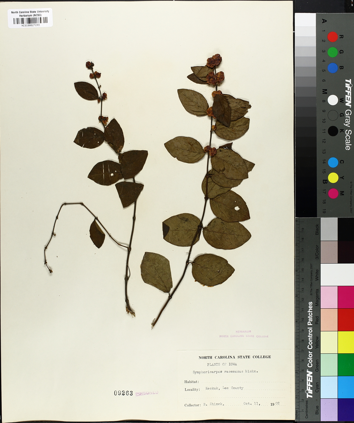 Symphoricarpos albus var. albus image