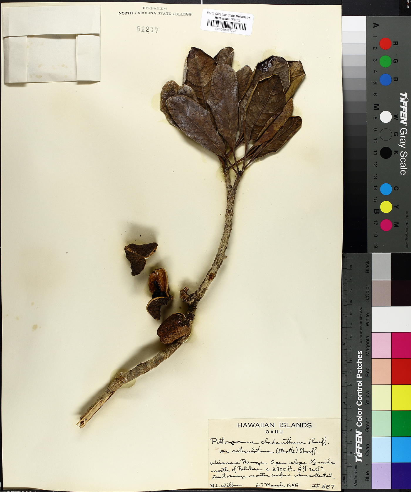 Pittosporum cladanthum var. reticulatum image
