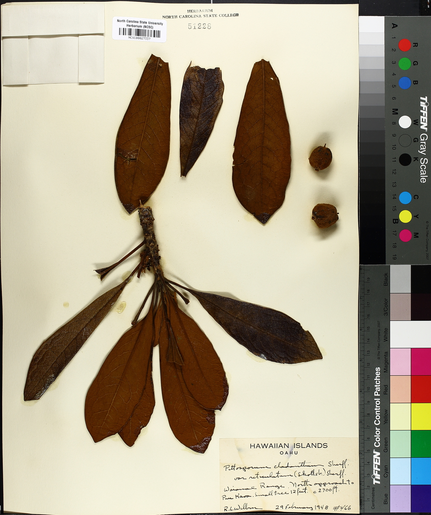 Pittosporum cladanthum var. reticulatum image
